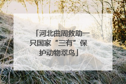 河北曲周救助一只国家“三有”保护动物翠鸟